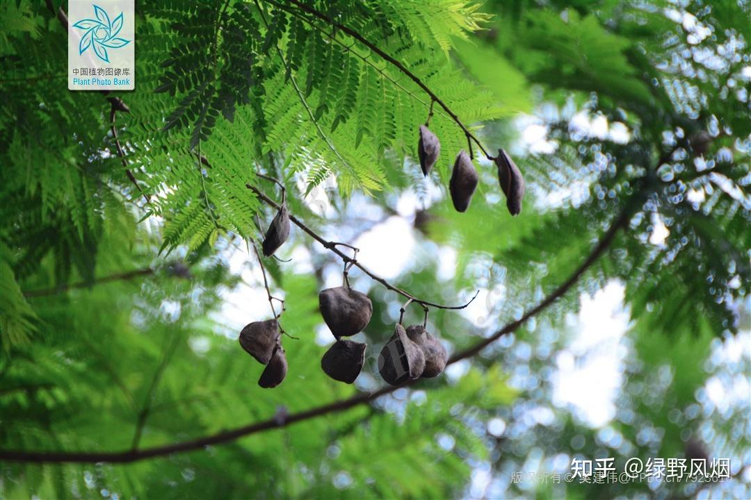 合欢,银合欢,蓝花楹,南洋楹,凤凰木