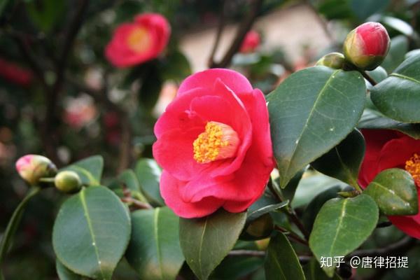 椿花 山茶花 日本庭園中必不可少的花 知乎