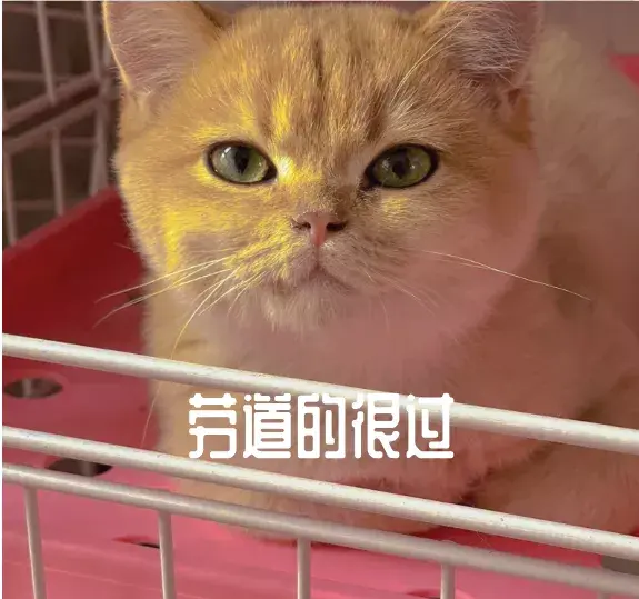 一组无敌可爱的新疆话表情包