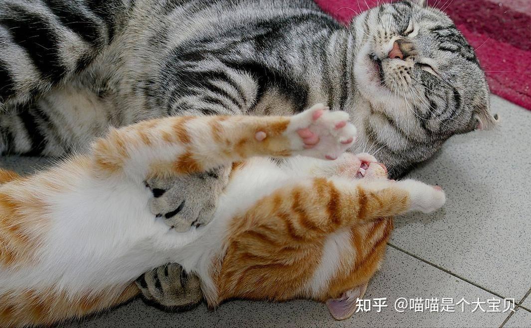猫咪“发情”的那些事,养猫必知 - 知乎