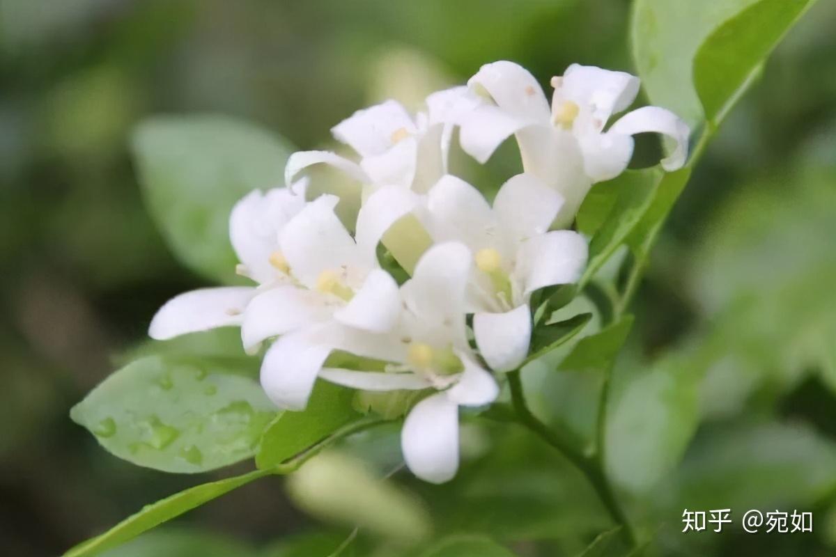 第二种是夜来香