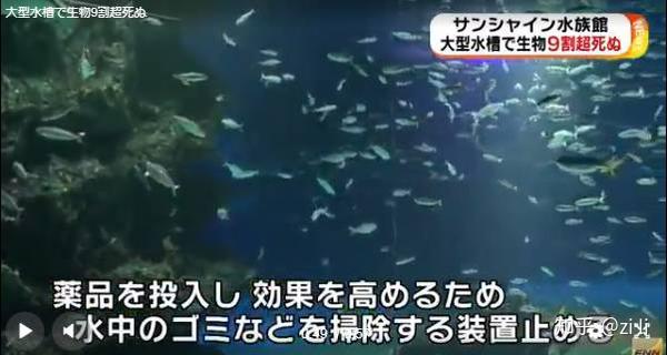 死亡24个品种 1235条 占总数的94 连水族馆都逃不过 到底要如何处理鱼缸水体含氧量 知乎