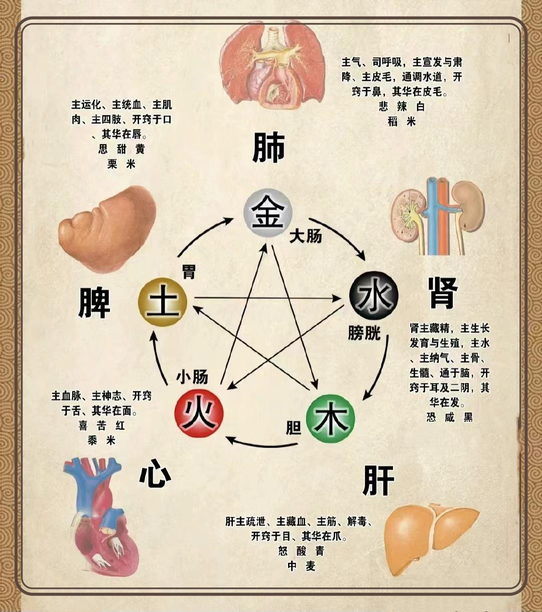 中医里的五行五脏，你知道多少呢？ - 知乎