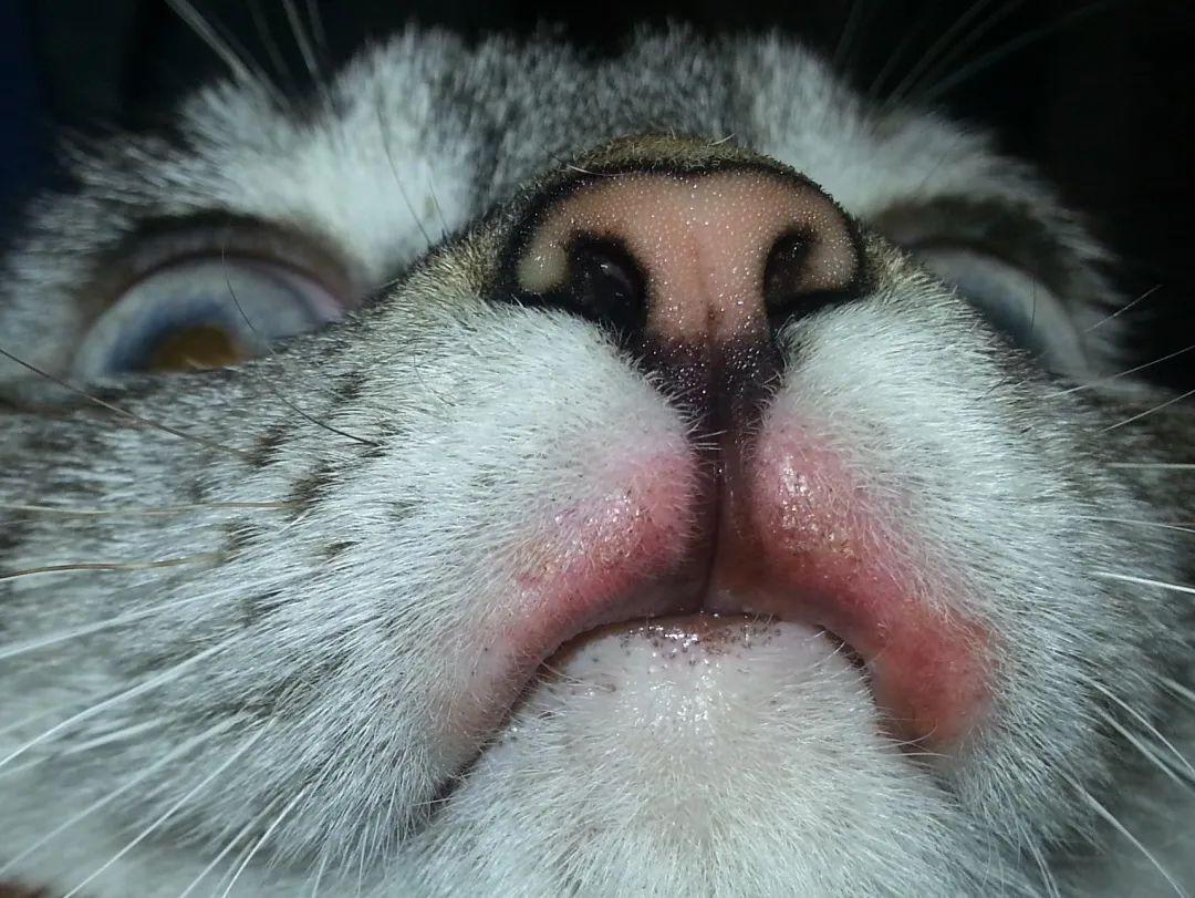 一只可爱的猫猫嘴部特写粉嫩的嘴唇纤细的胡须动物素材设计