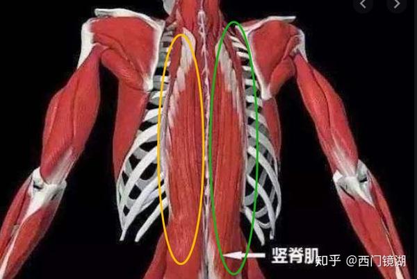 后表链肌肉图片