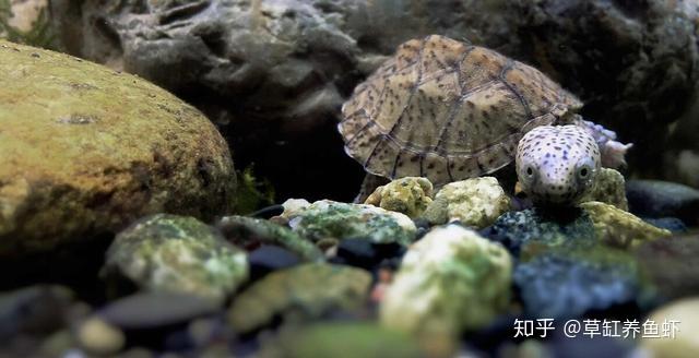 剃刀龟,麝香龟的一种,近几年广受欢迎的宠物龟之一,如何才能养好剃刀龟? - 知乎