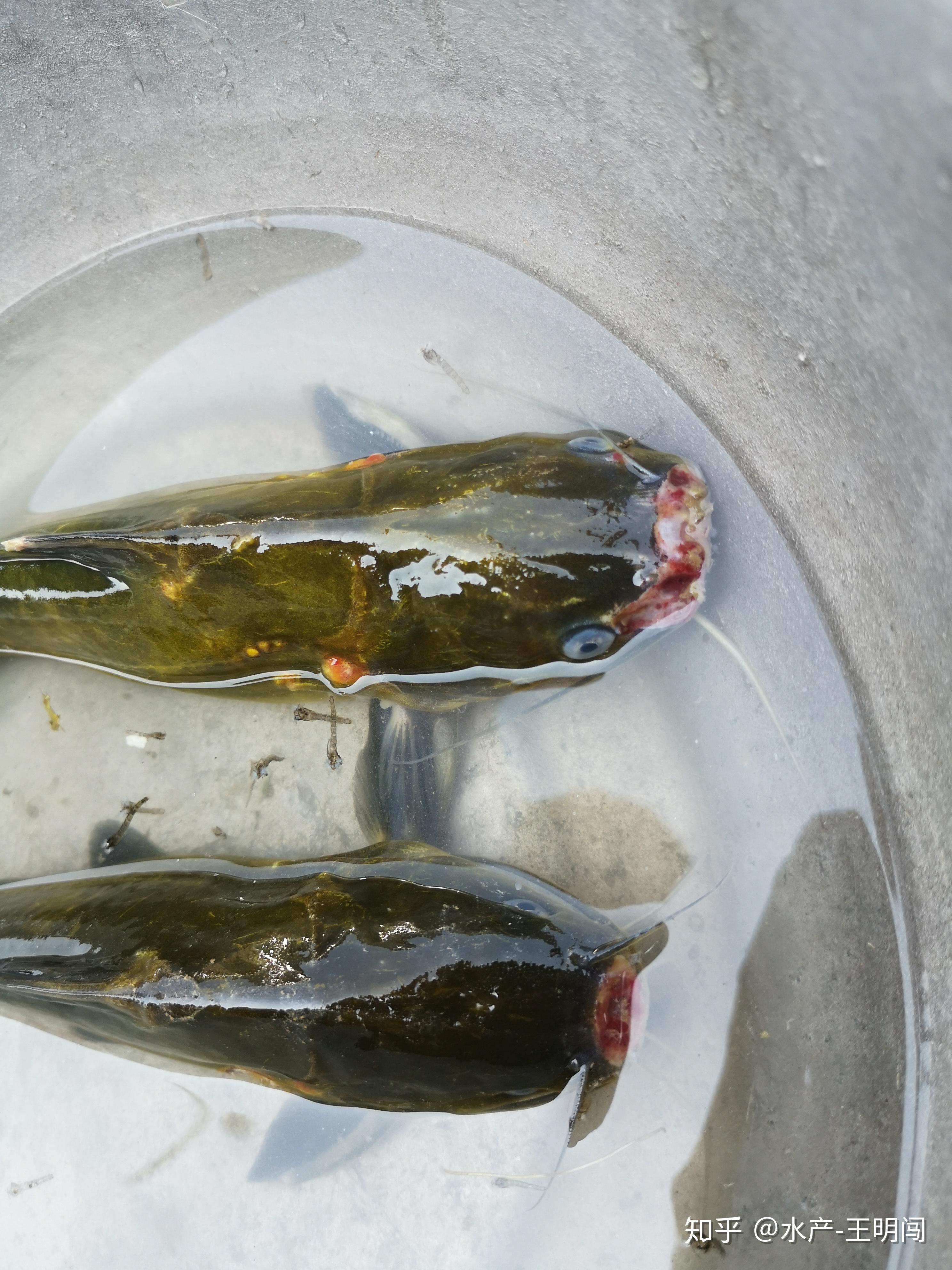 (1)在3月20日左右,该地区开始大范围出现过冬杂交黄颡鱼"烂嘴烂头"