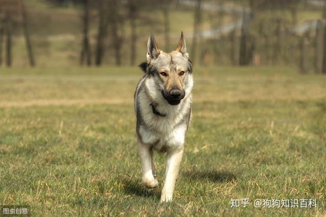 捷克狼犬很優秀又忠誠無比但卻被多國禁養原因有這些