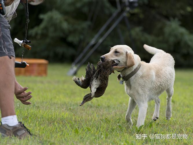 狗狗可以自己去捕猎,还会将猎物主动叼给主人,这也是老人常说很旺财的