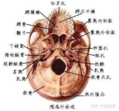 解剖学图谱- 知乎