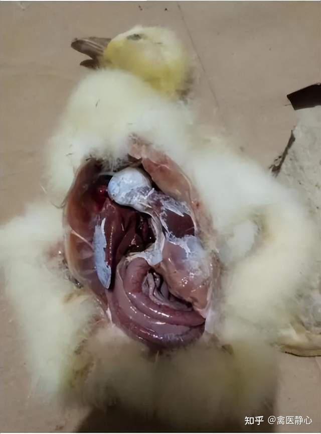 禽医静心讲鹅星状病毒的症状和治疗 - 知乎