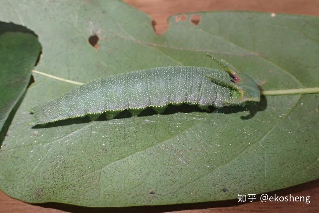 忘忧尾蛱蝶幼虫图片