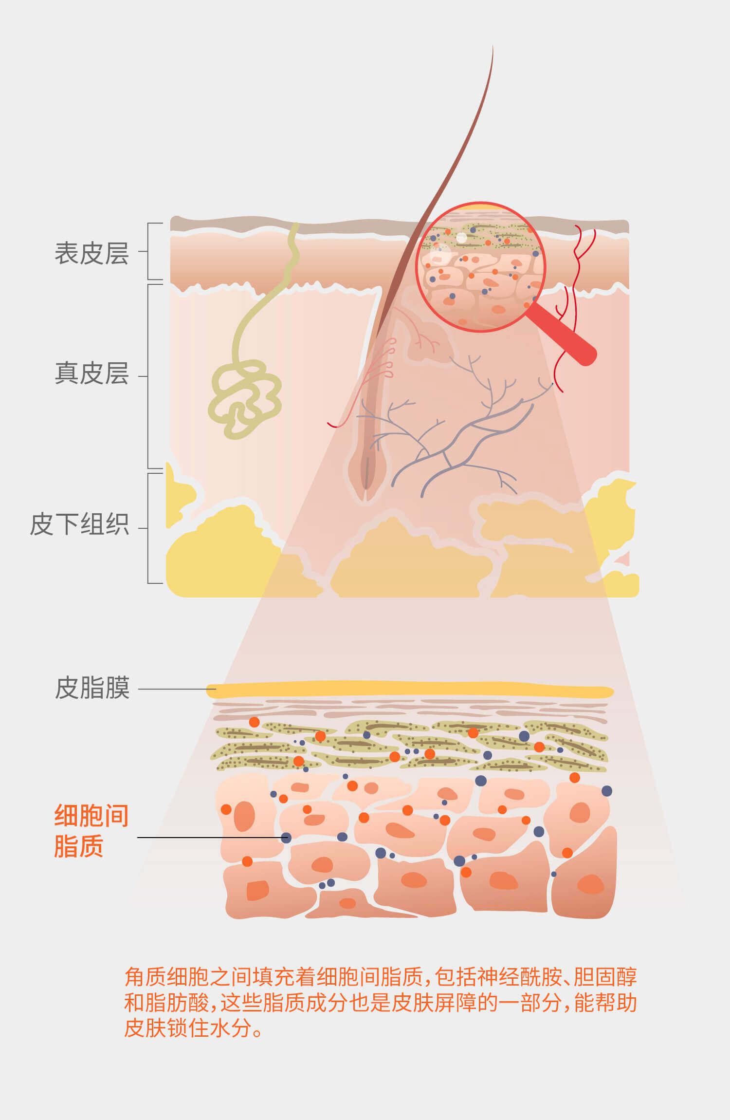 又称为水脂膜,主要由皮肤皮脂腺分泌的皮脂,角质层细胞崩解产生的脂质