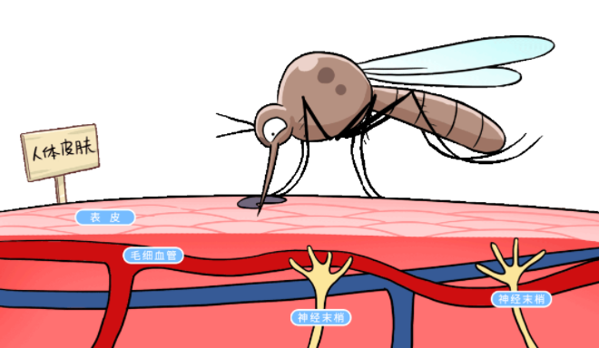 蚊子吸血示意图图片
