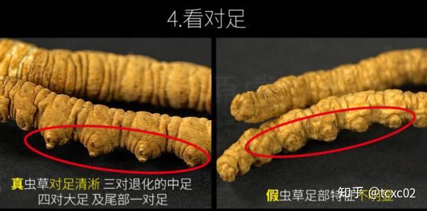 鉴别验真冬虫夏草真假的6个标准