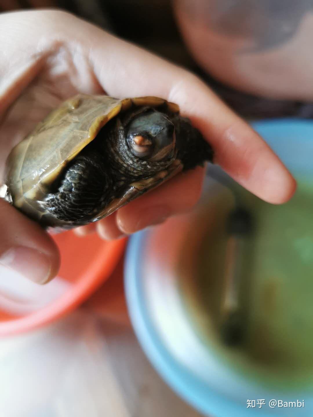 乌龟白眼病咋办