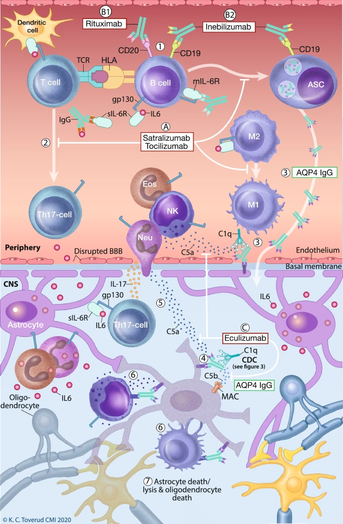 抗体阳性的视神经脊髓炎谱系障碍治疗药物沙妥珠单抗enspryng03