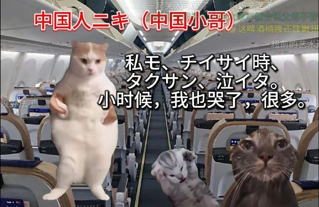 7天B站涨粉20万，“猫meme”为何风靡全网？|新榜出品 - 知乎