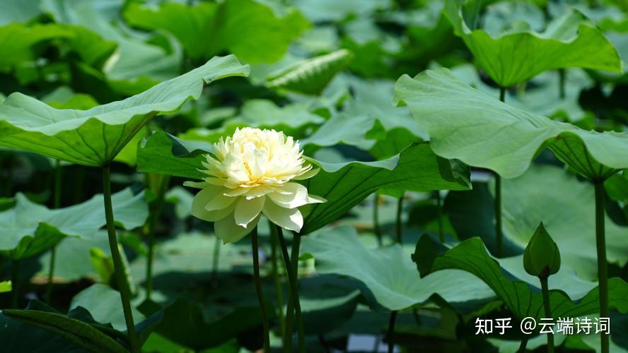 古诗词里的荷花香,四顾山光接水光,凭栏十里芰荷香 - 知乎