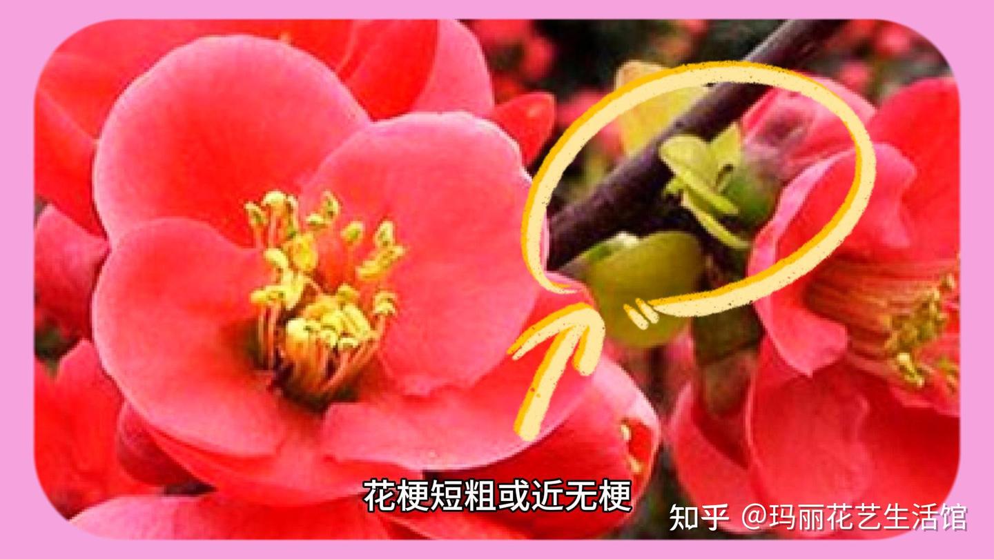 巧妙区别梅花、桃花、樱花、李花、梨花、杏花、海棠,赏花不再愁 - 知乎