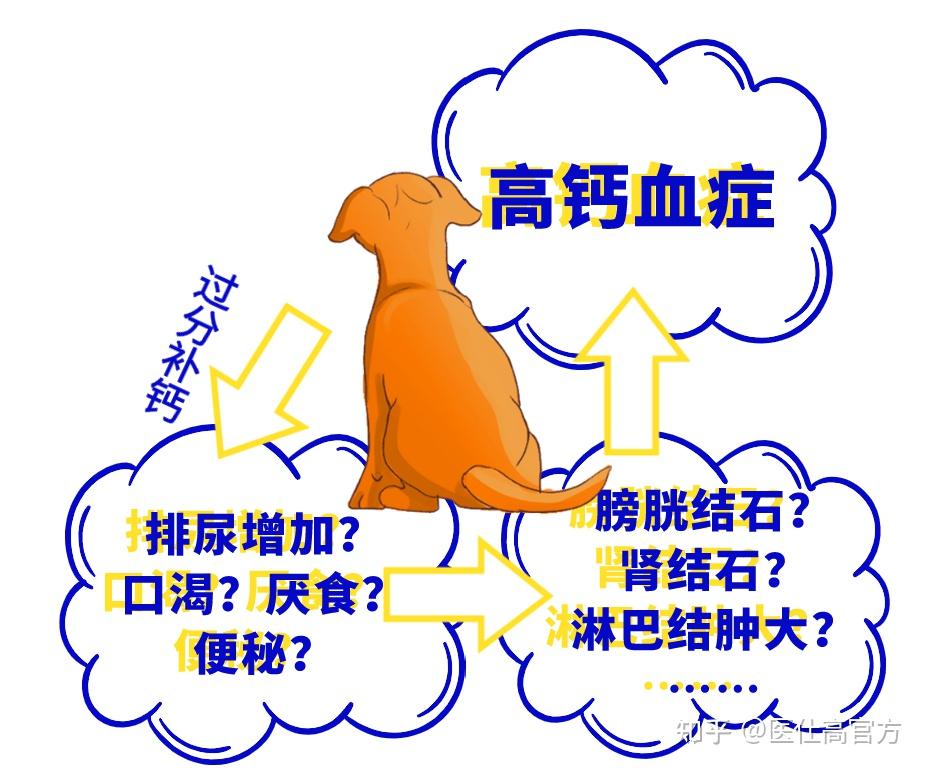1,低血钙症当成年狗狗长期钙摄入量不足时,会患上营养继发性甲亢,此时