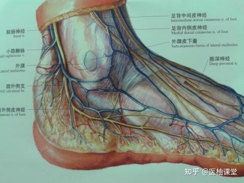 踝关节解剖分析(图文详解) - 知乎