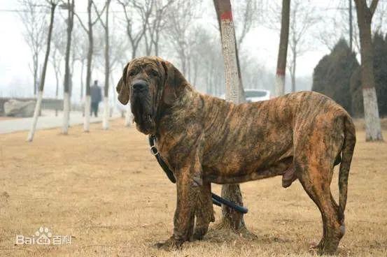 深圳市烈性犬名单修订征求意见稿