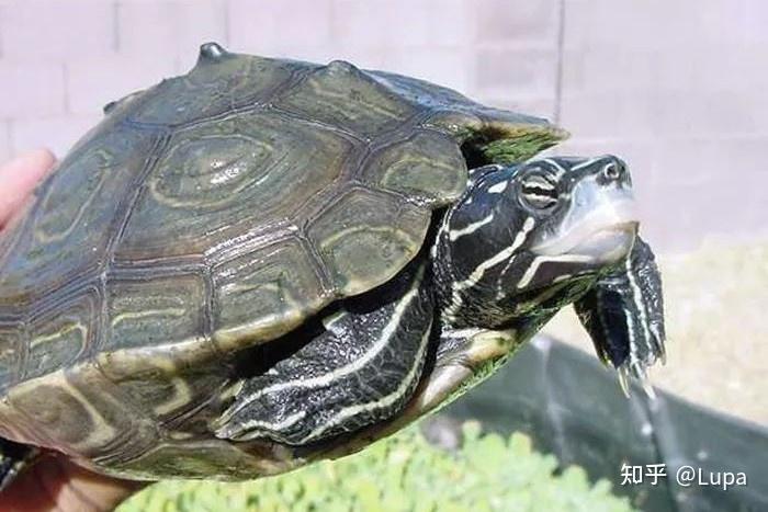 按价格排序常见观赏龟类推荐（水龟篇） - 知乎