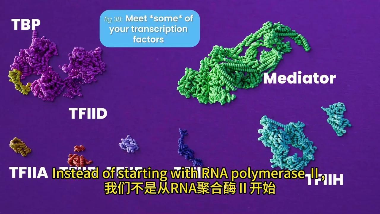 彻底解密DNA转录与mRNA剪接:动画揭秘生物学奥秘 - 知乎