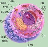 豌豆兵版中性粒細胞成長史讓你瞬間弄懂核左移與核右移