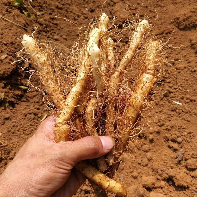 叶酷似鸡头参根像人参常被认为没用殊不知是玉竹参