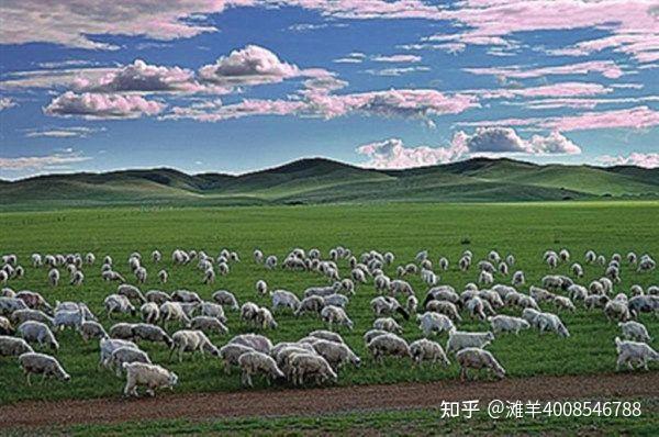 宁夏滩羊:舌尖上的美味——“盐滩贵族”盐池滩羊 - 知乎