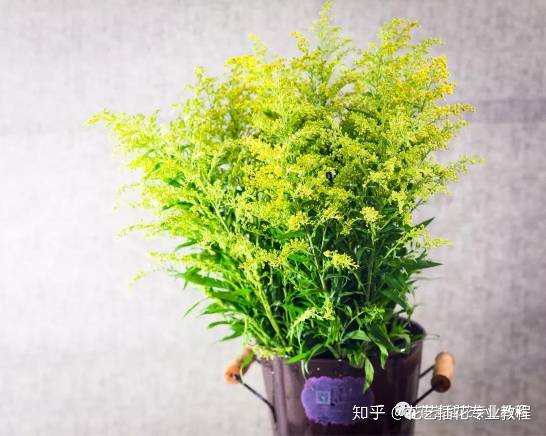 花艺设计和插花中有哪些常见的配叶？ - 知乎