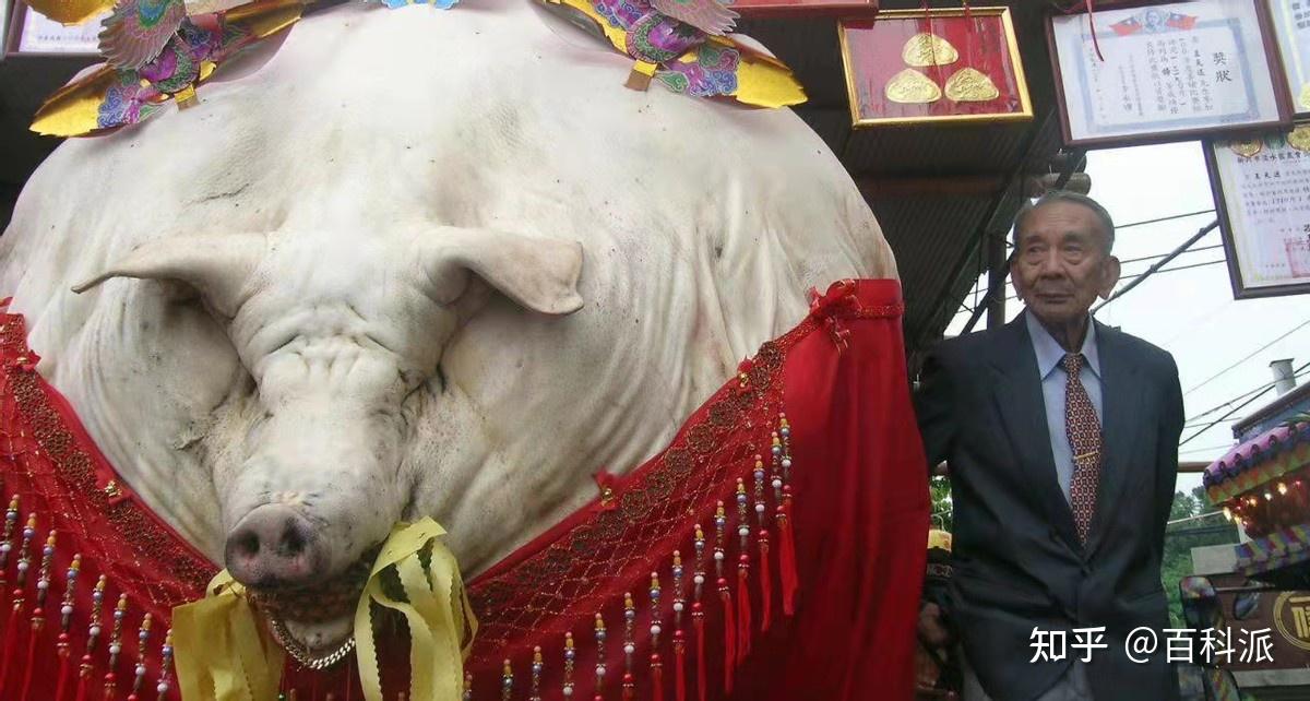 一头猪如果养一辈子能长多大?2200斤的猪王:不是神猪却胜似神猪! - 知乎