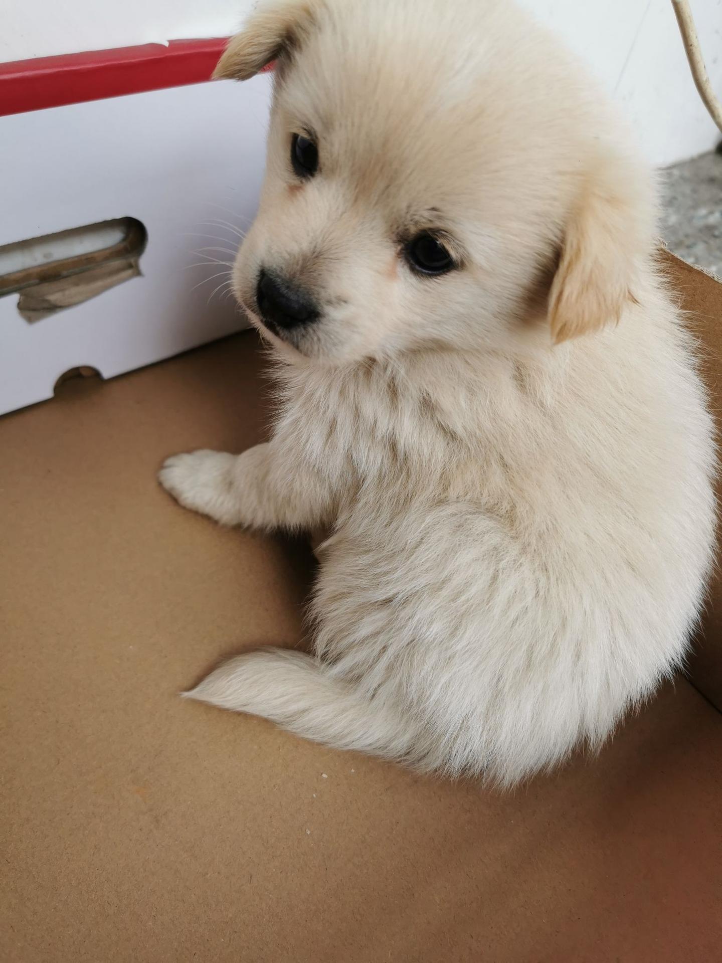 请问这个小白狗是什么品种的狗狗？ - 知乎