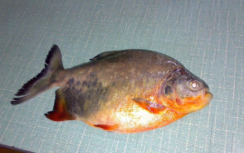 建国前吃不到的那些鱼