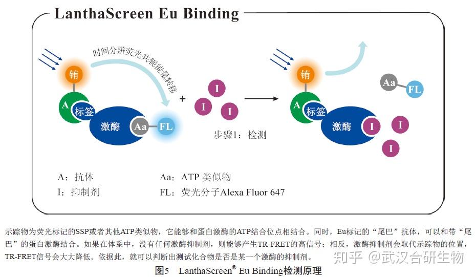 激酶抑制剂测试第五章节 检测方法详细介绍（二） 知乎 