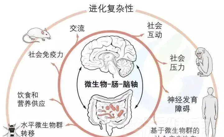 肠-脑轴,可能影响着你的健康最终,通过益生菌较好的改善了孩子们的