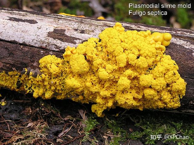 what are slime molds?