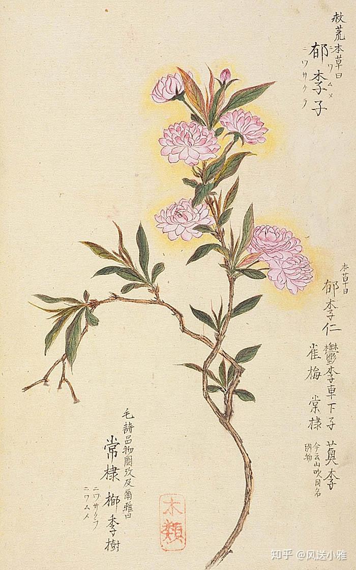 读诗经:小雅之四,《常棣》开花:兄弟是世间另一个自己