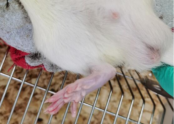 高尿酸血症hu大鼠模型的建模方法