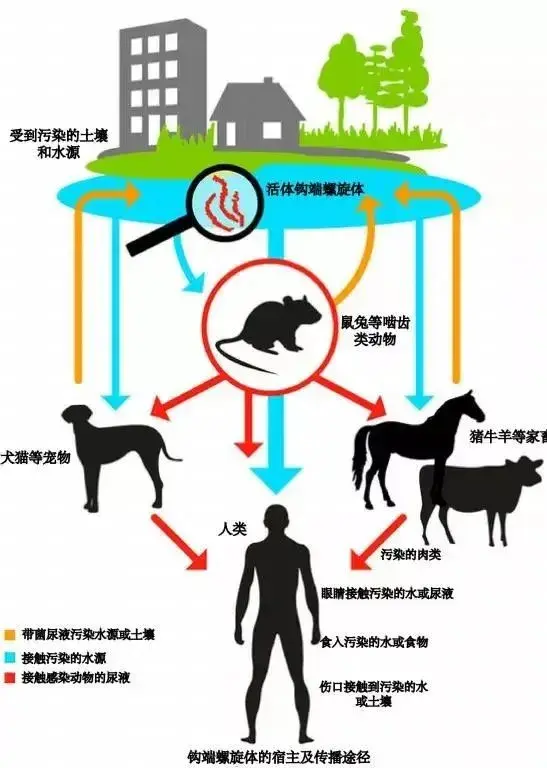 狗狗钩端螺旋体病图片