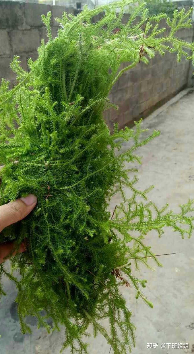 八塔草又叫问荆,节节草凤尾草又名梳子草,金鸡草金钱草找不到可上药店