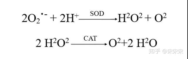 第一步:有害物质超氧阴离子自由基在sod的作用下和氢离子反应,生成过
