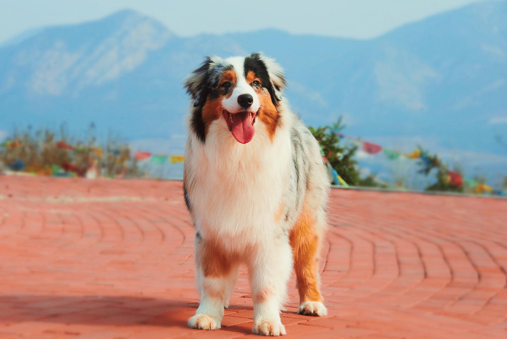 带你认识澳洲牧羊犬 - 知乎