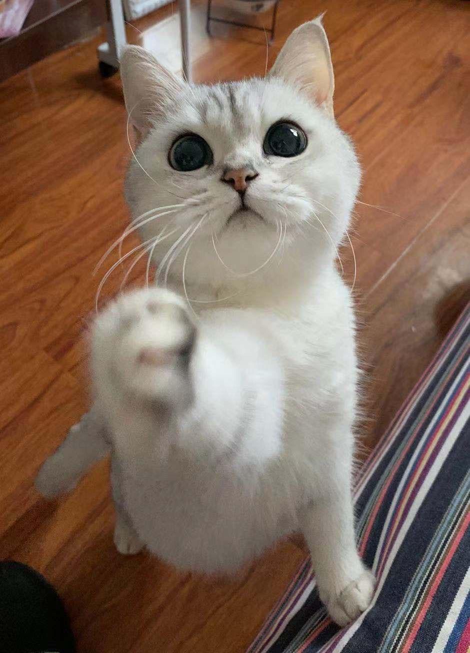 猫爱吃面条 v2-5fc13f965d4783119865ab27c06cb31e_r.jpg