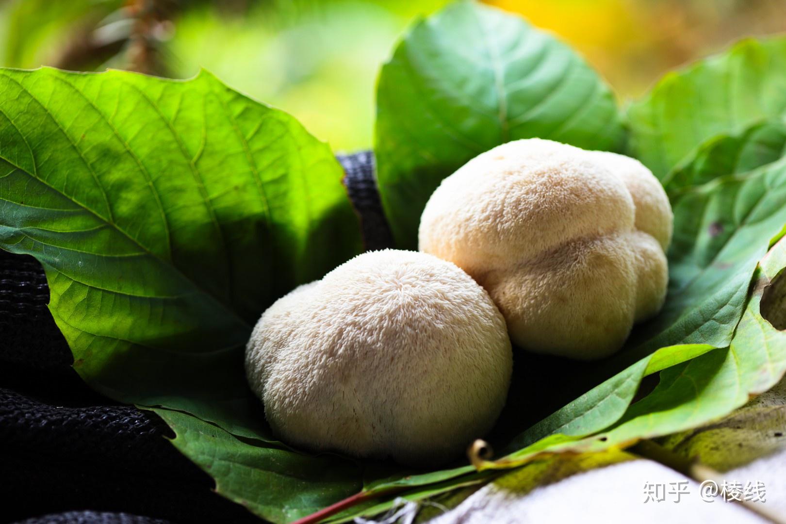 福建古田鲜猴头菇