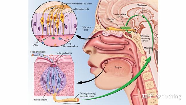 嗅觉系统的换能装置(将气味分子转换成大脑可以理解的神经信号)位于