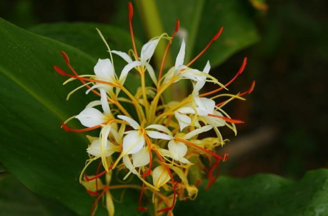 极具发展前景的野生花卉滇姜花 - 知乎