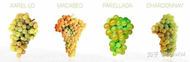 什么是气泡酒(sparkling wine)